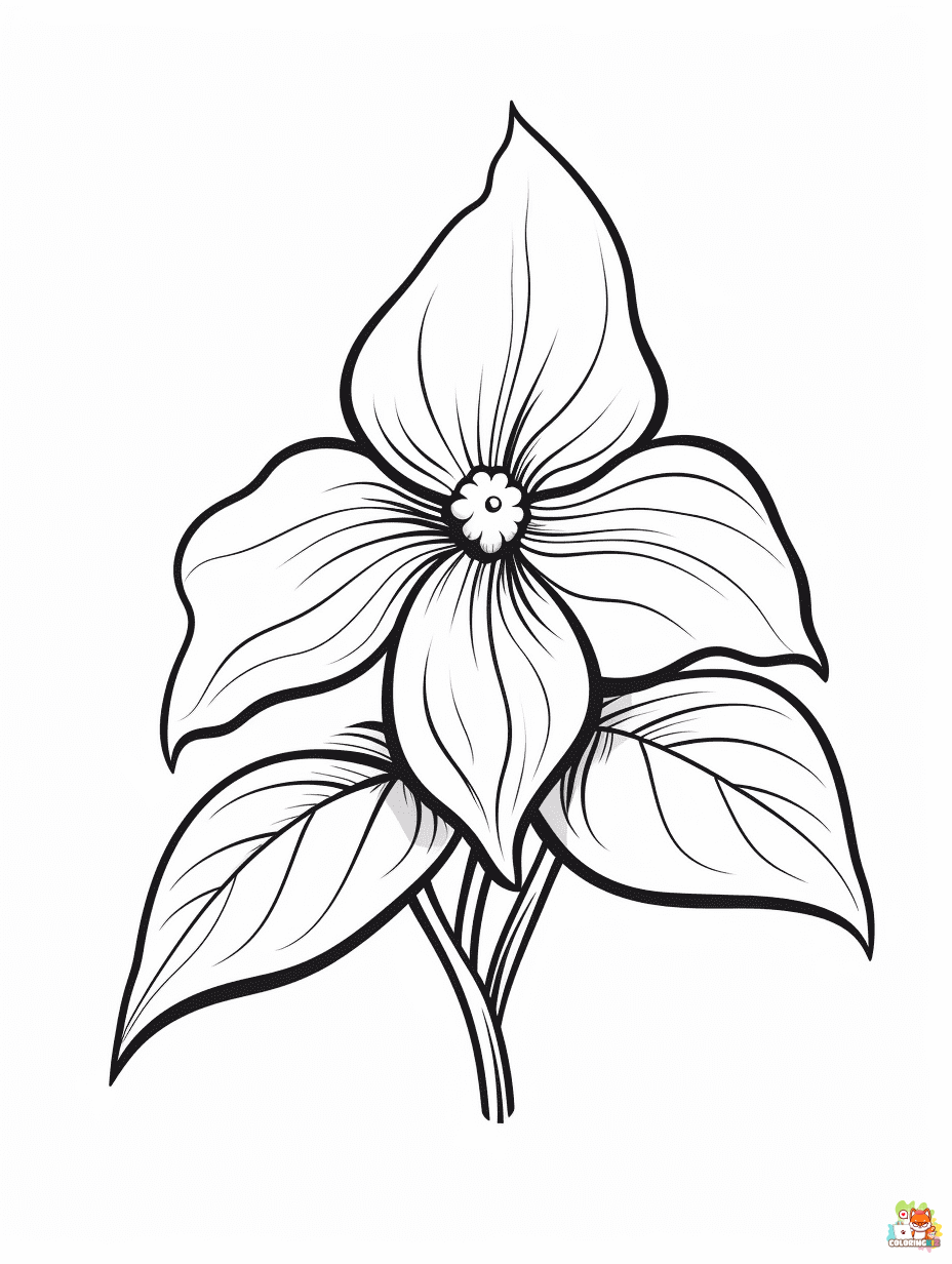 Trillium Coloring Pages for Adults