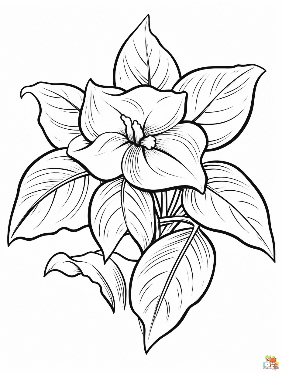 Trillium Coloring Pages for Kids