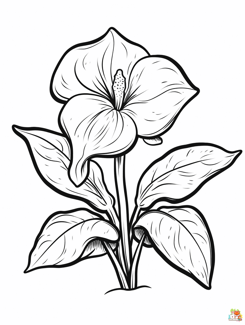Trillium Coloring Pages to Print