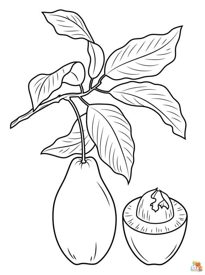 avocado coloring pages free