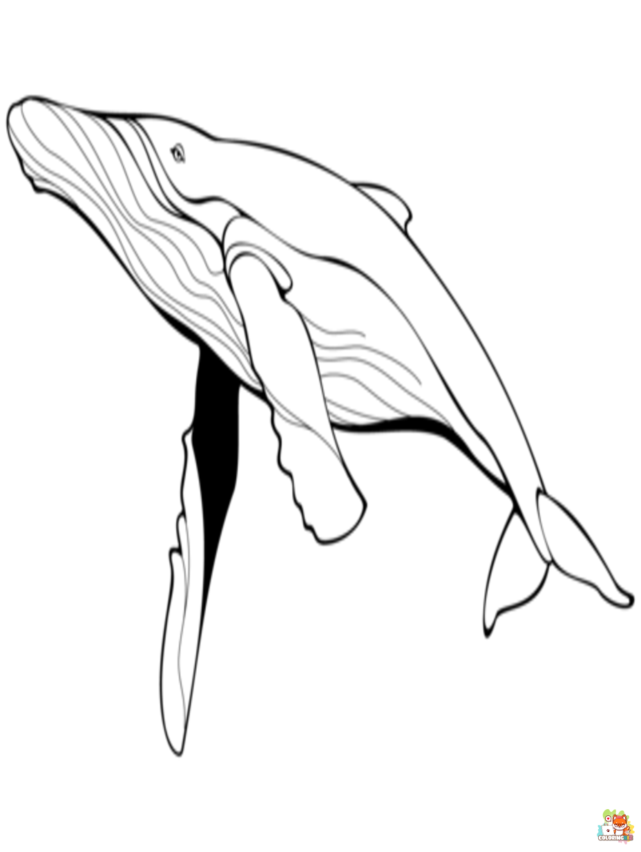 blue whale coloring pages printable
