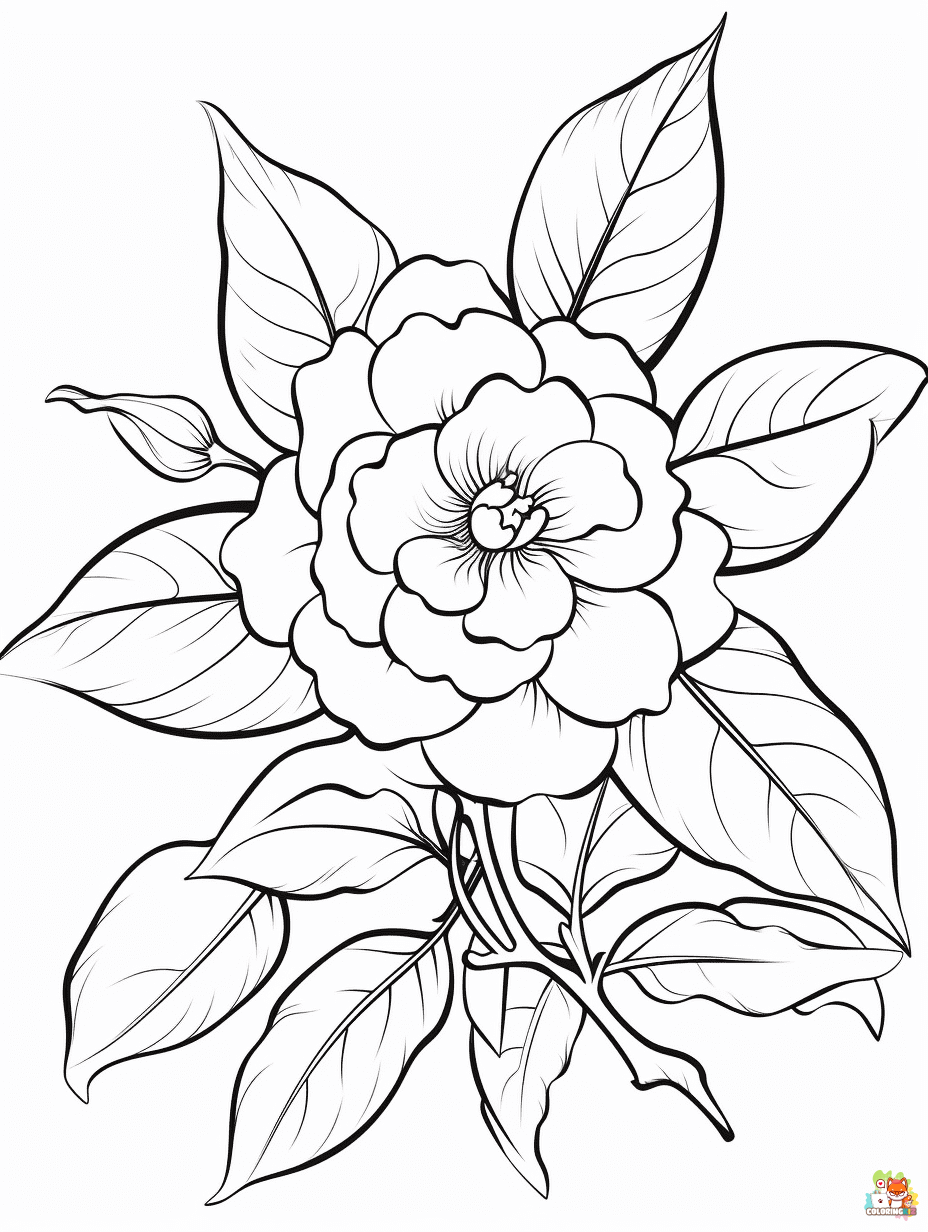 camellia coloring pages 4