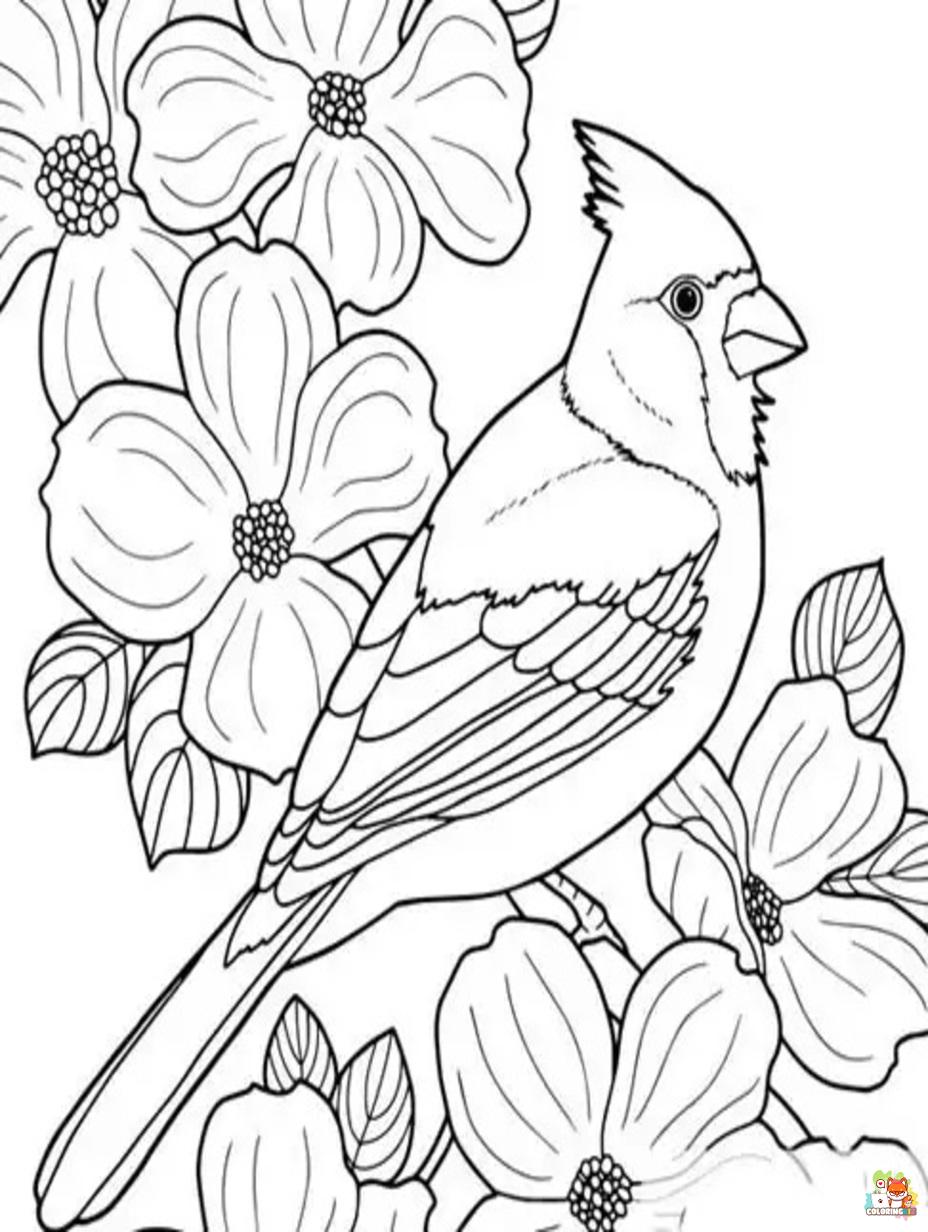 cardinal coloring pages 3