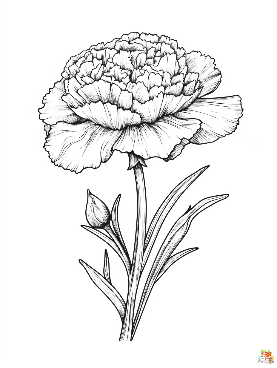 carnation coloring pages 1