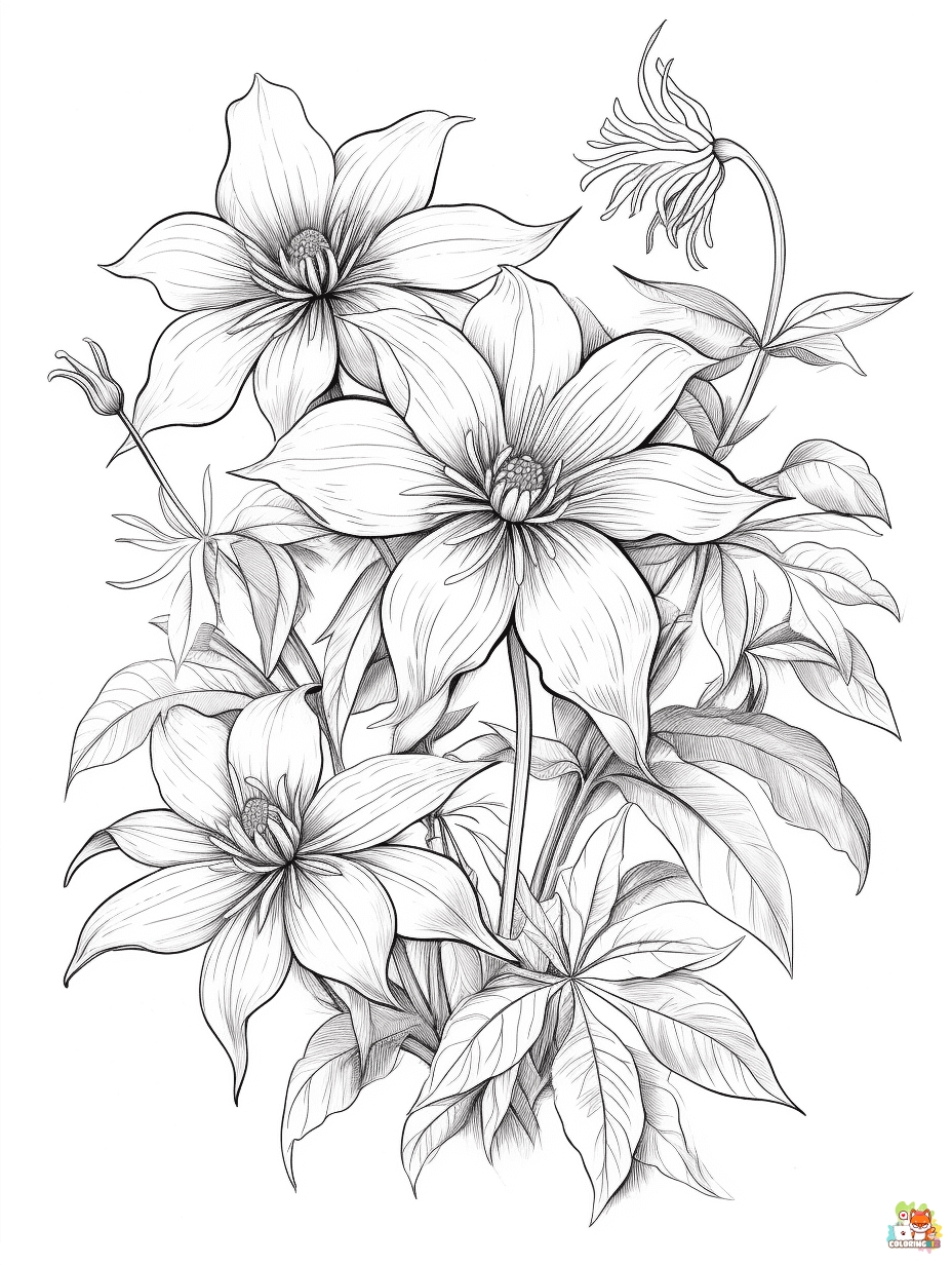 clematis coloring pages 3