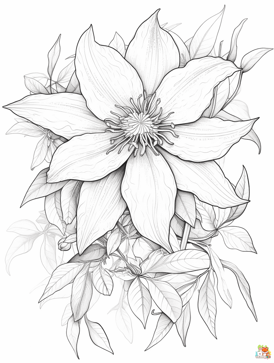 clematis coloring pages 4