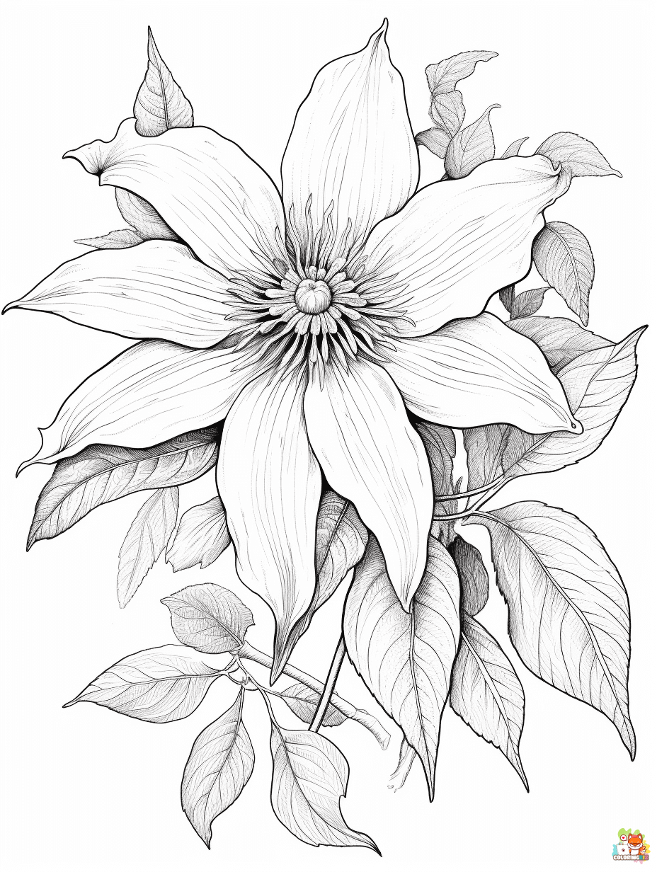 clematis coloring pages 5