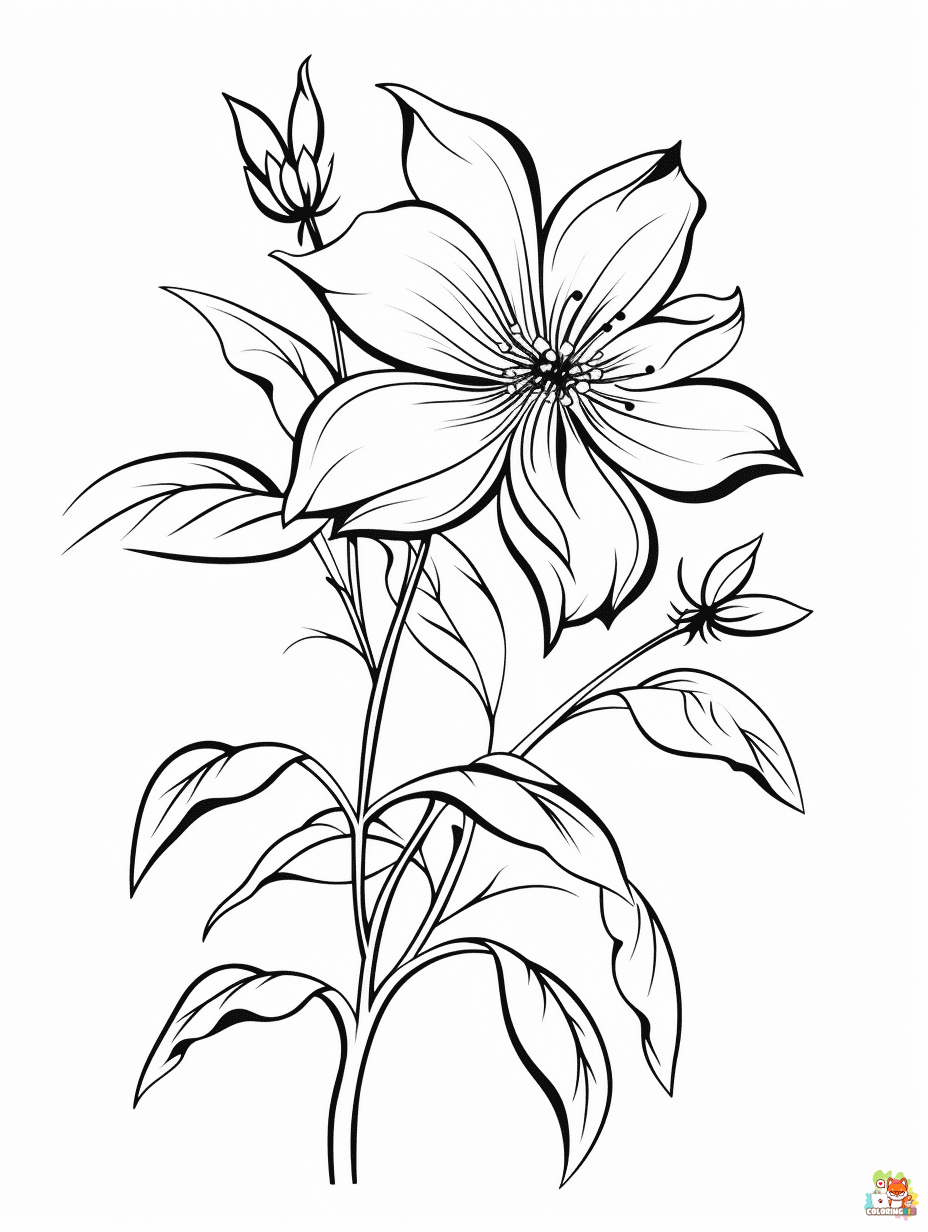 clematis coloring pages free