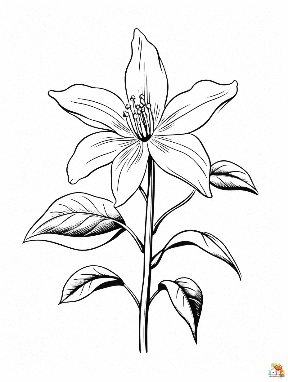 clematis coloring pages printable free