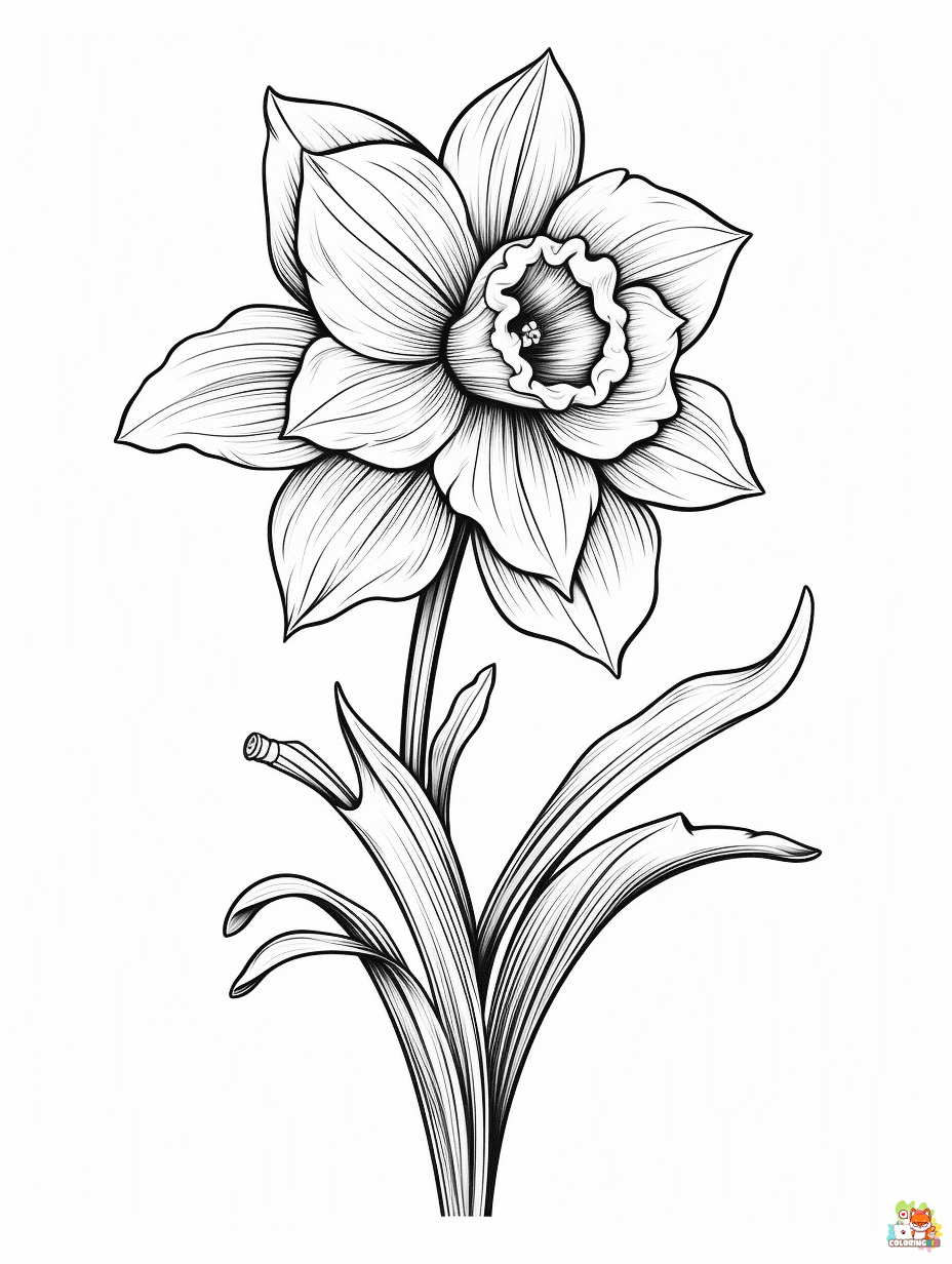 daffodil coloring pages 2