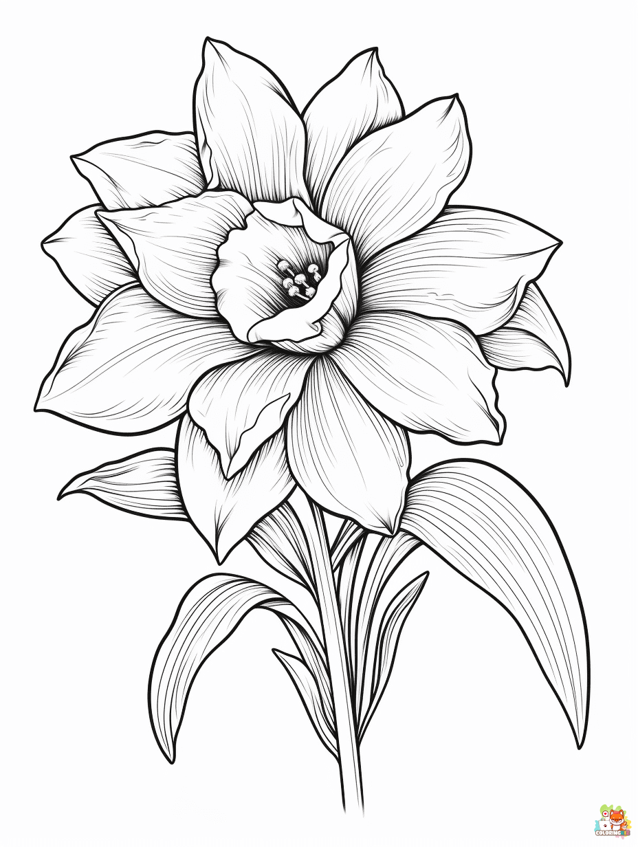 daffodil coloring pages 4