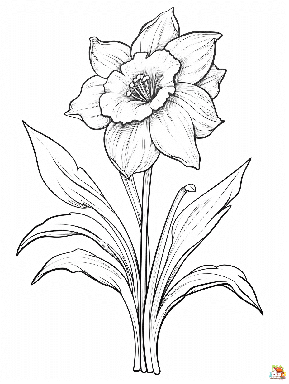 daffodil coloring pages 6