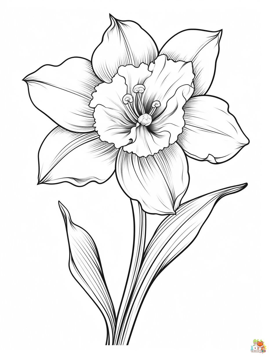 daffodil coloring pages to print