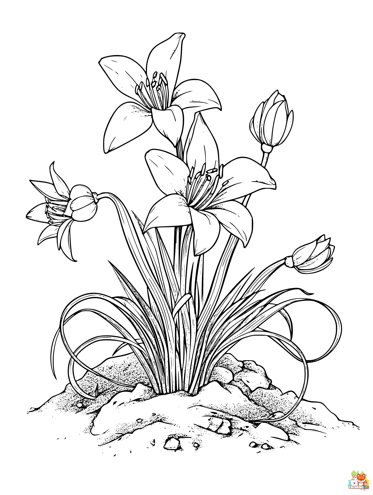 desert lily coloring pages 1