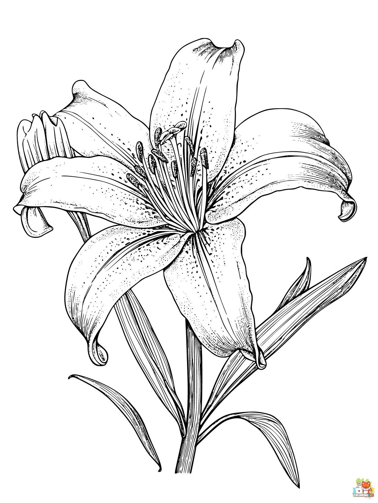 desert lily coloring pages printable