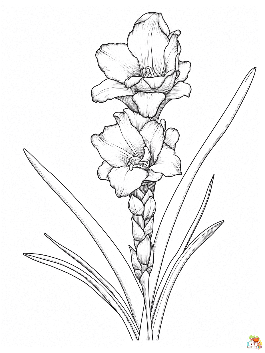 gladiolus coloring pages 7