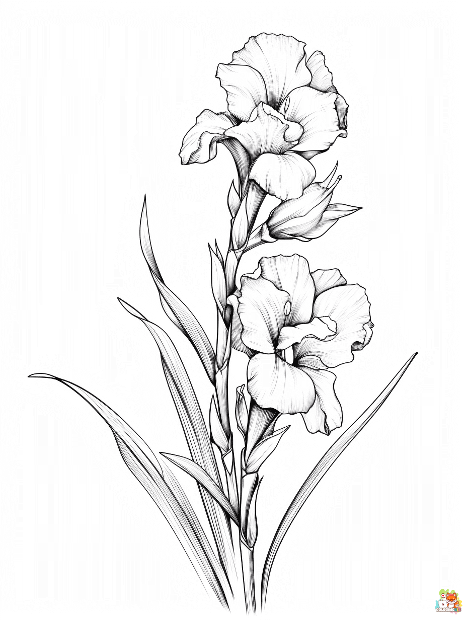 gladiolus coloring pages free