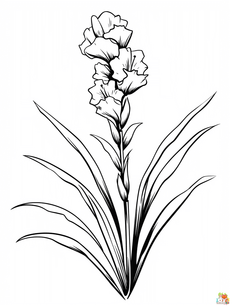 gladiolus coloring pages printable