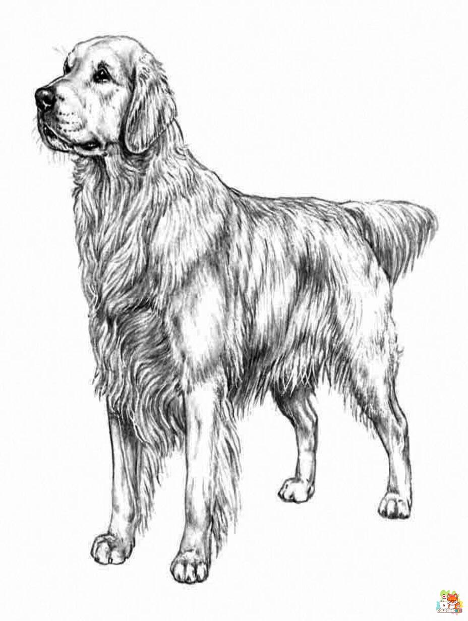golden retriever coloring pages 3