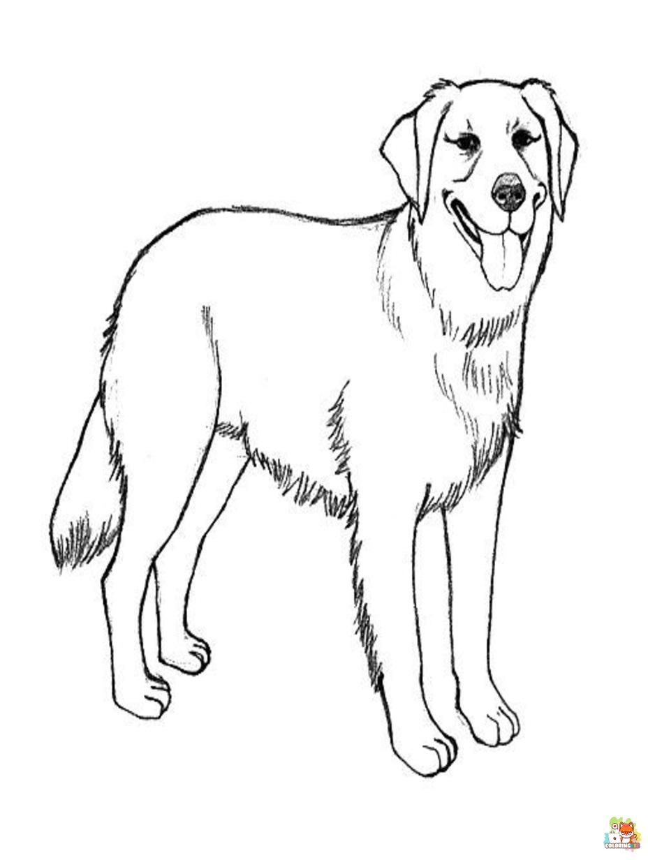 golden retriever coloring pages 4