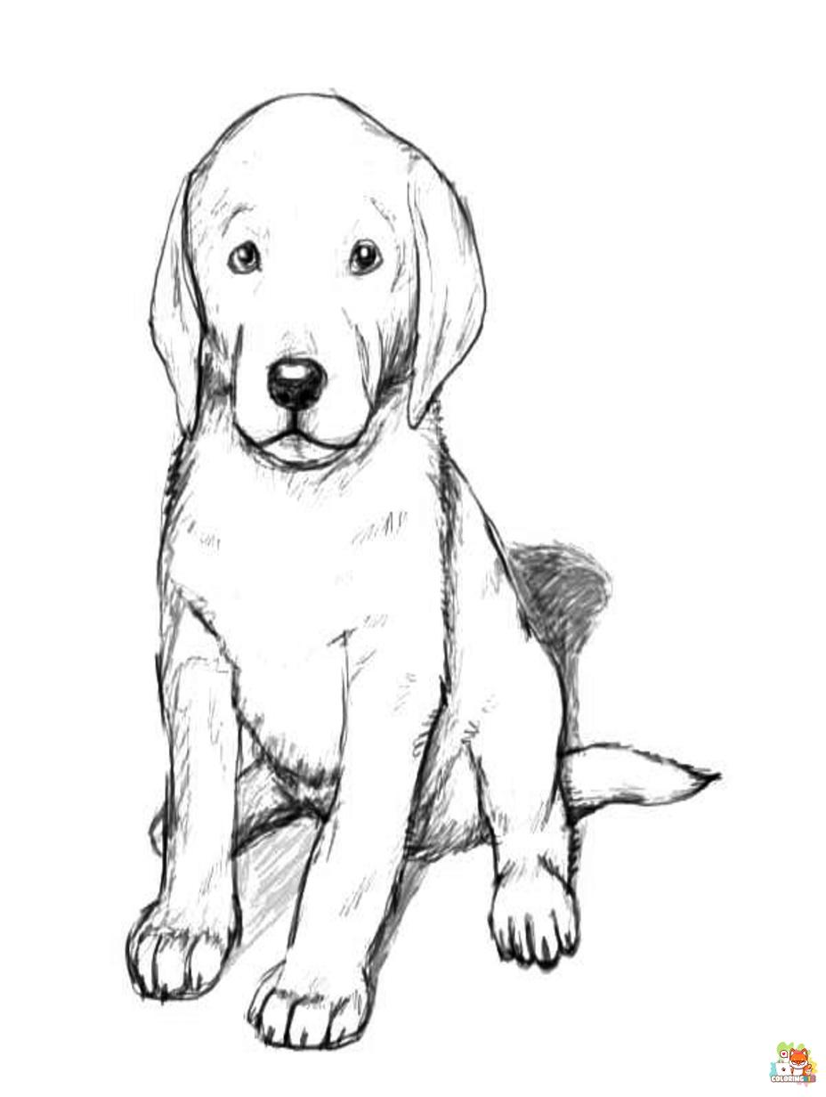 golden retriever coloring pages to print