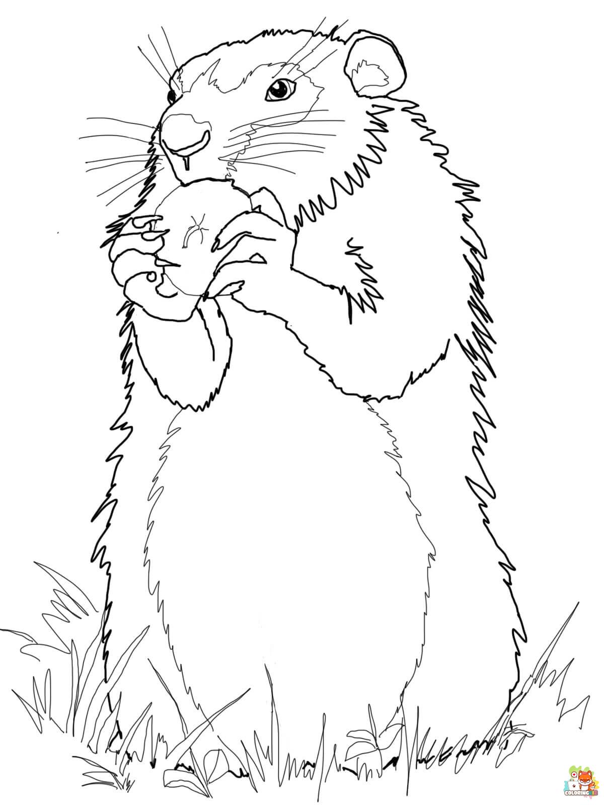 groundhog coloring pages 5