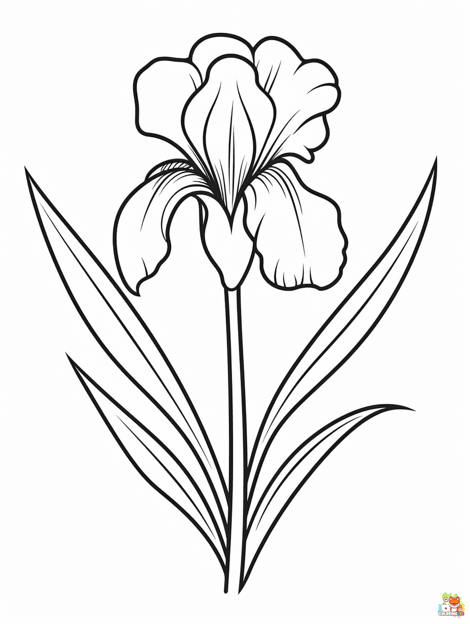 iris coloring pages free