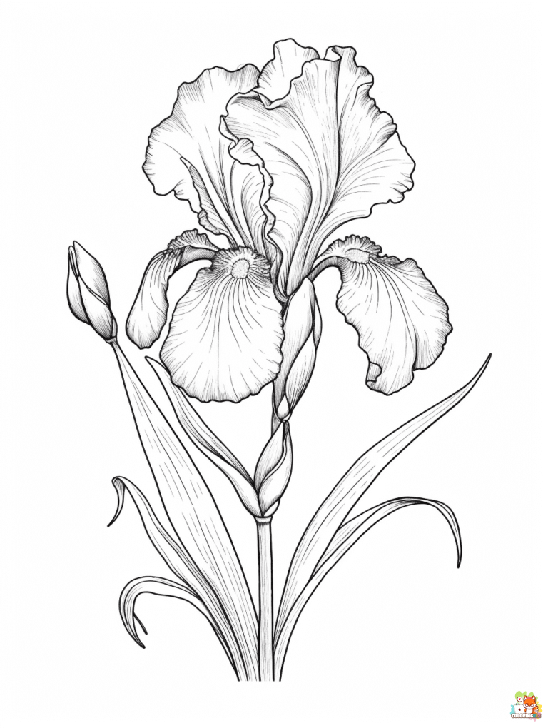 iris coloring pages printable
