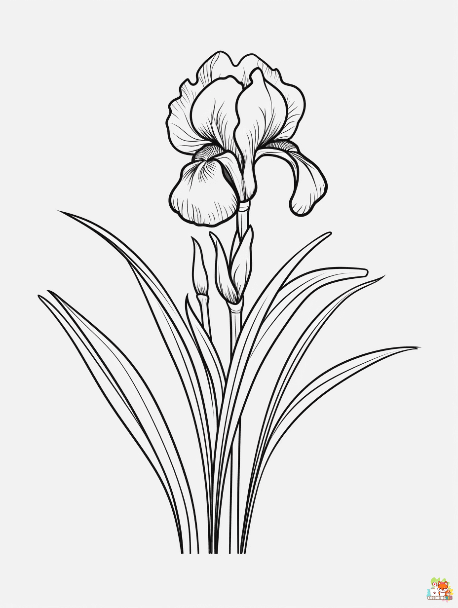 iris coloring pages printable free