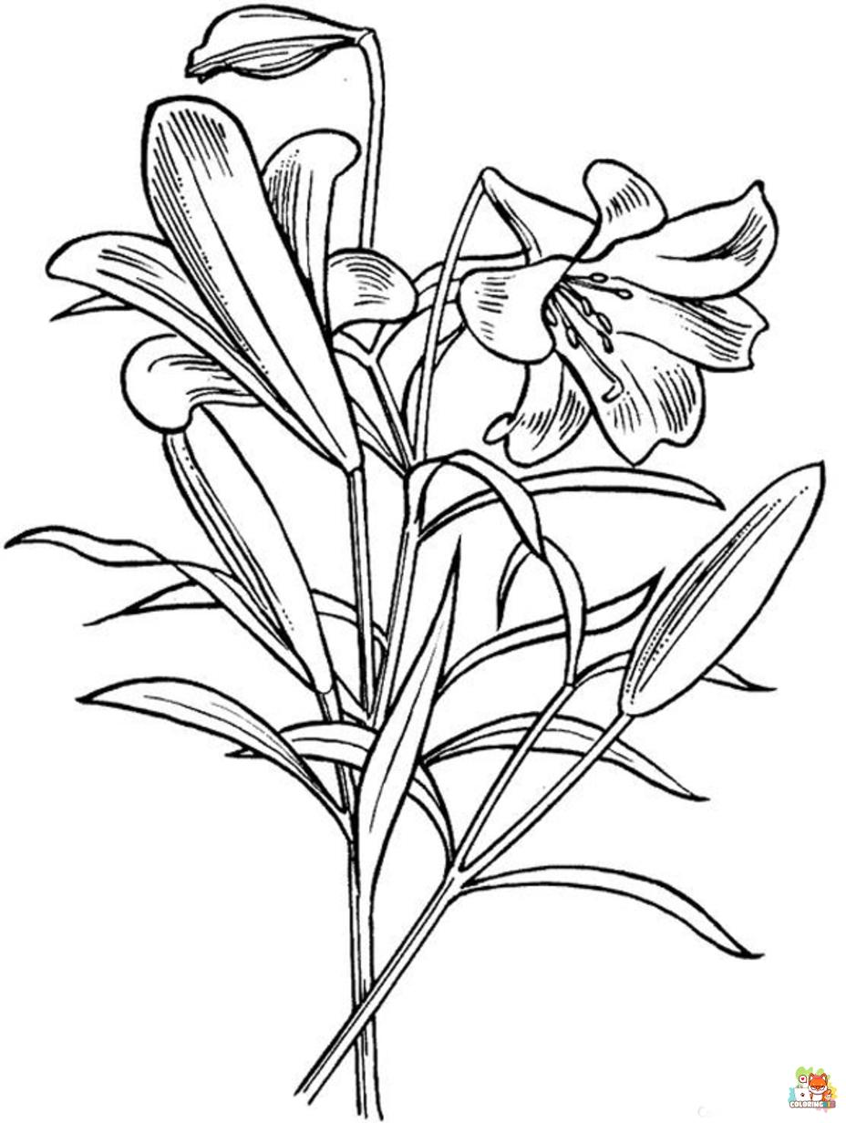 lily coloring pages 6
