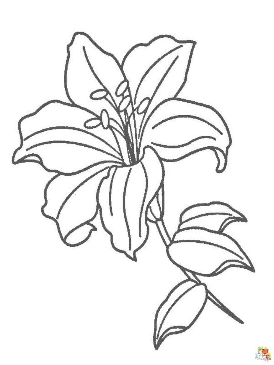 lily coloring pages printable