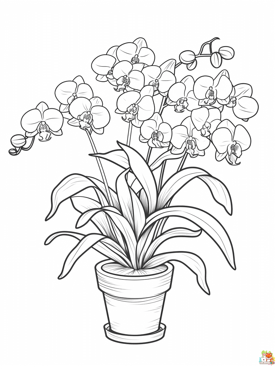 orchids coloring pages to print