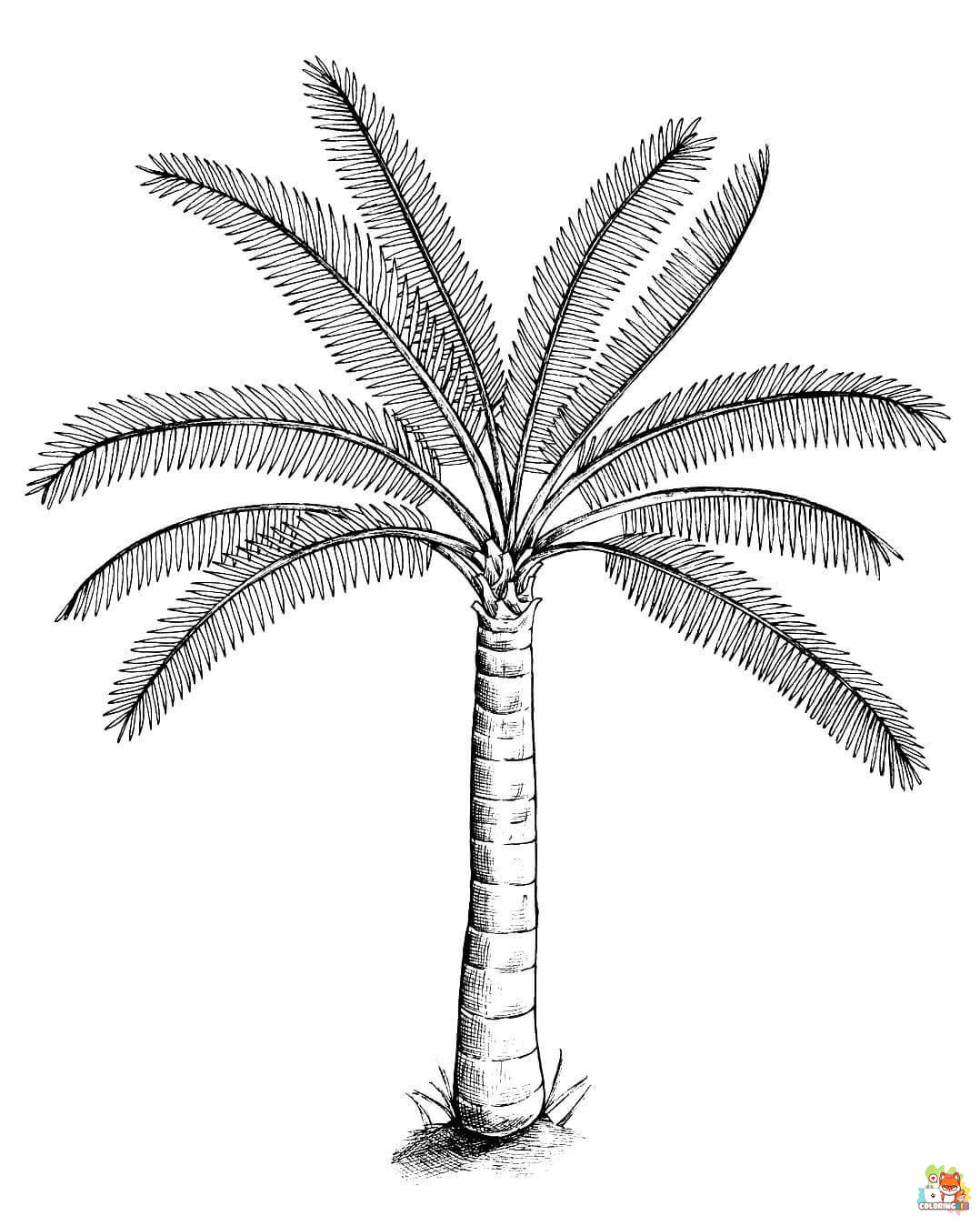 palm tree coloring pages 5