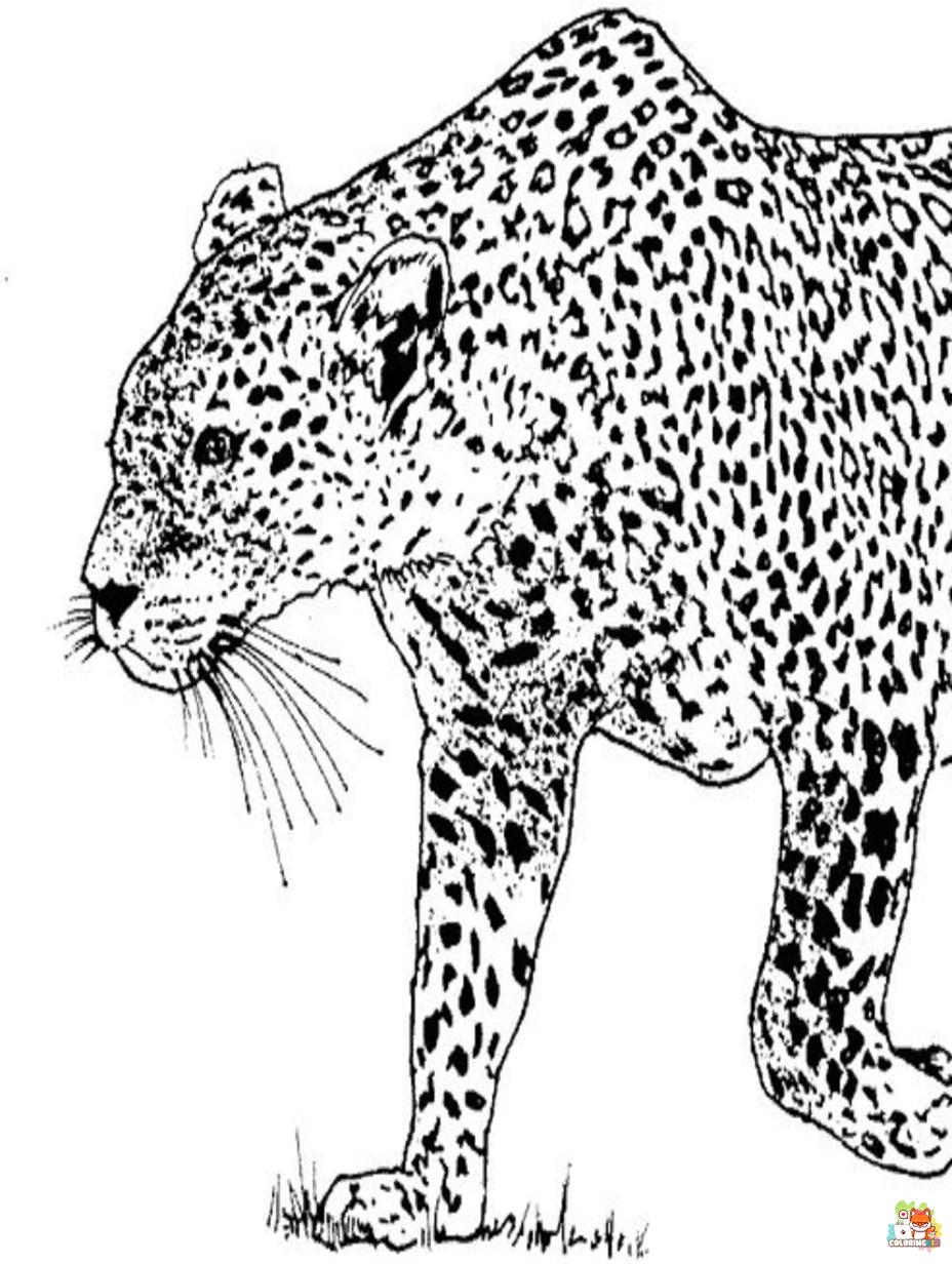 snow leopards coloring pages 4
