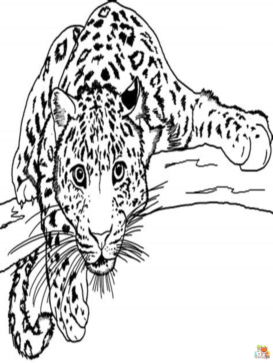 snow leopards coloring pages to print